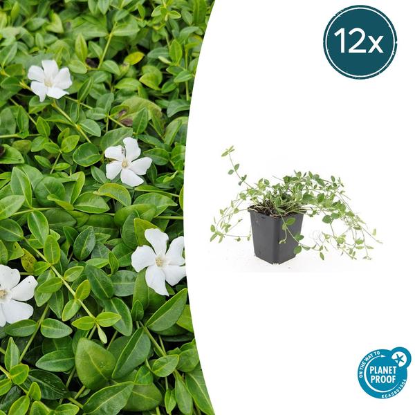 Vinca minor 'Gertrude Jekyll' - ↕10-25cm - Ø9cm - 12x  BotanicBridge