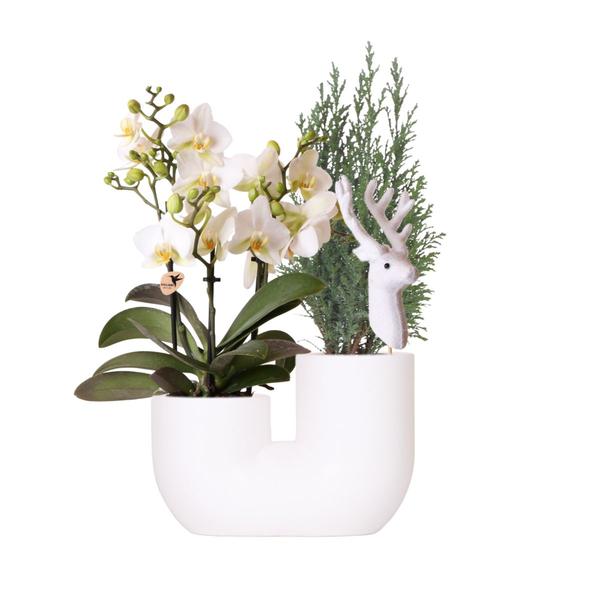 Kolibri Orchids | Set van witte orchidee Lausanne en Mini Kerstboom in Tube sierpot wit - potmaat Ø9cm | bloeiende kamerplant - vers van de kweker  BotanicBridge