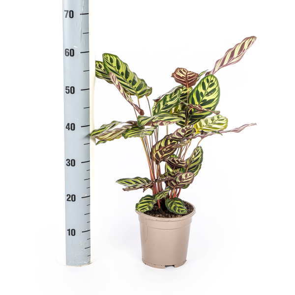 Calathea Makoyana Ø17cm - ↕45cm  BotanicBridge