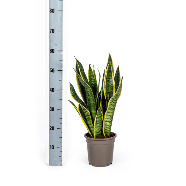 Sansevieria Trifasciata Futura Superba Ø17cm - ↕50-55cm  BotanicBridge