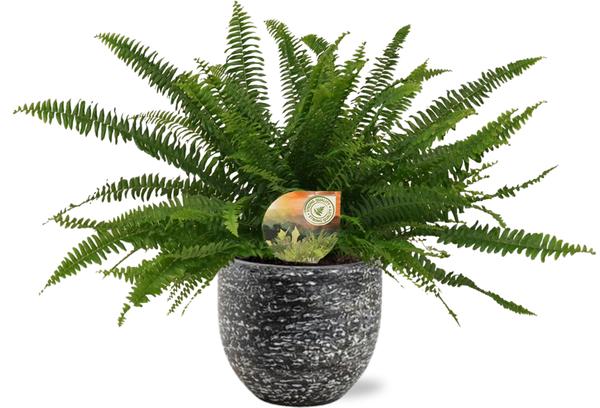 Nephrolepis Green Lady - Ø17cm - ↕40cm + Tim Pot D18x16cm - Zwart Wit  BotanicBridge