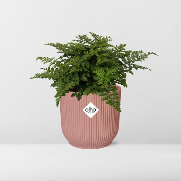 Asplenium Parvati in ELHO Vibes Fold 14cm roze  BotanicBridge