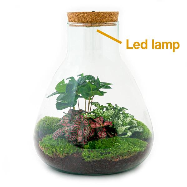 DIY terrarium - Sam Coffea met lamp - ↕ 30 cm - Rake + Shovel + Tweezer  BotanicBridge