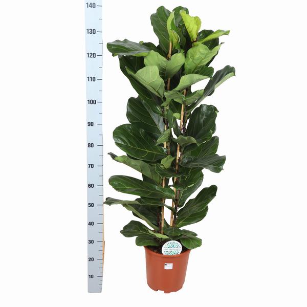 Ficus Lyrata Ø27cm ↕140cm in Boule WIT pot  BotanicBridge