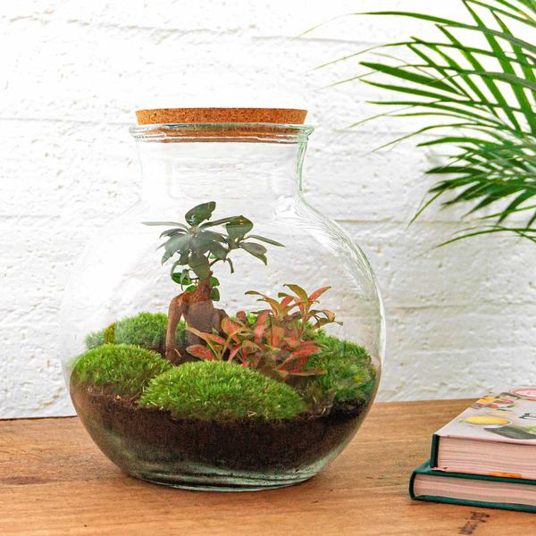 DIY terrarium - Teddy bonsai - ↕ 26,5 cm - Rake + Shovel + Tweezer  BotanicBridge