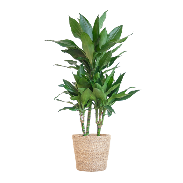 Dracaena  Janet Lindt met Sofia mand naturel - 95cm - Ø21  BotanicBridge