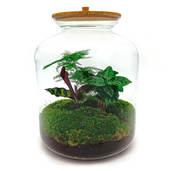 DIY terrarium - Lukas - ↕ 33 cm - Rake + Shovel + Tweezer  BotanicBridge