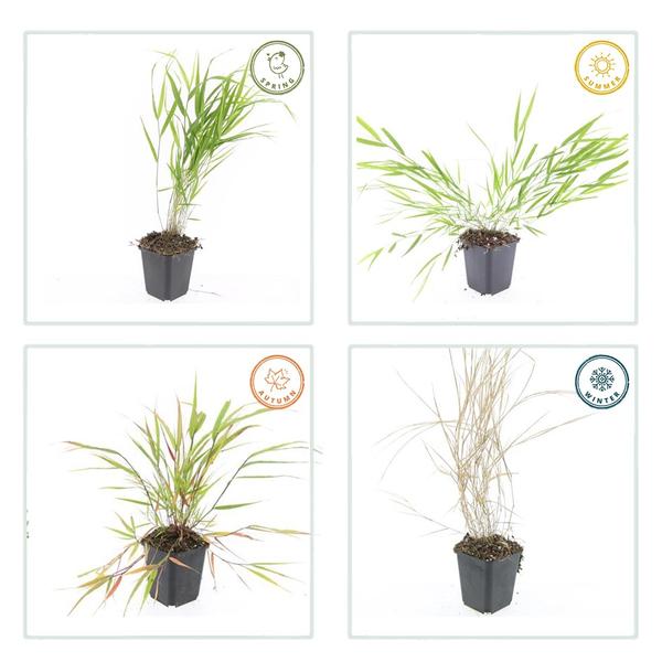 Hakonechloa macra - ↕10-25cm - Ø9cm - 40x  BotanicBridge