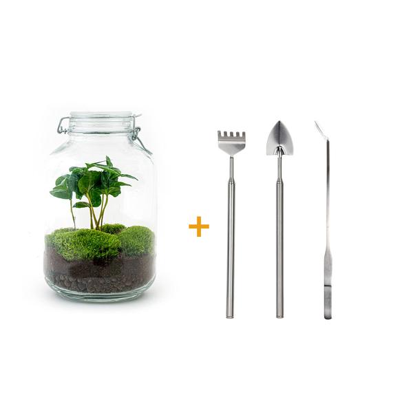 DIY terrarium - Jar - Coffea Arabica - ↕ 28 cm - Rake + Shovel + Tweezer  BotanicBridge