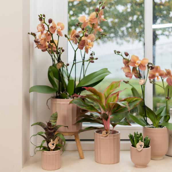 Kolibri Home | Glazed bloempot - Zandkleurige keramieken sierpot met glans - Ø6cm  BotanicBridge