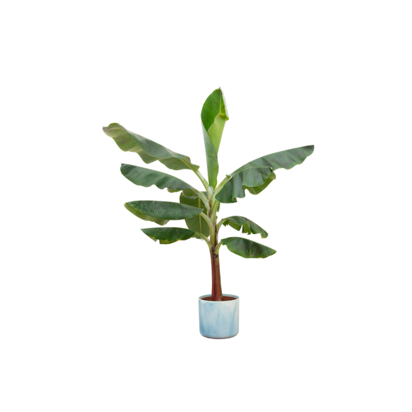 Combi deal - Bananenplant (Musa) inclusief Ocean Round atlantisch blauw Ø22 - 120 cm  BotanicBridge