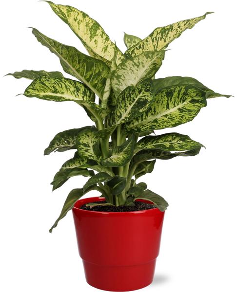 Dieffenbachia Mars - Ø17cm - ↕50cm + Pot Basic D18x15cm - Rood  BotanicBridge