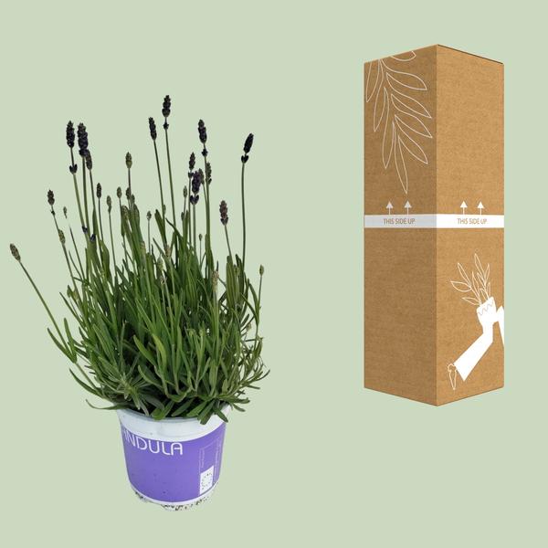 Lavendel Lavandula Hidcote Blue Blauw - Ø12cm - ↕20cm  BotanicBridge