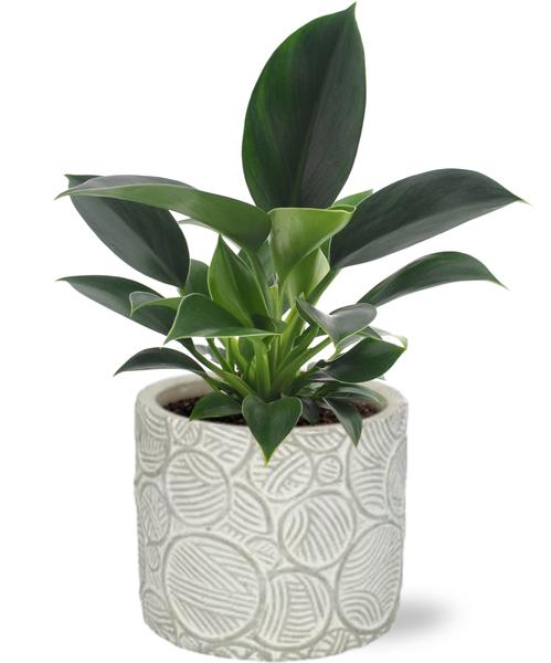 Philodendron Green Princess - Ø12cm - ↕25cm + Stone Pot Circles D13x11,5cm - Wit  BotanicBridge