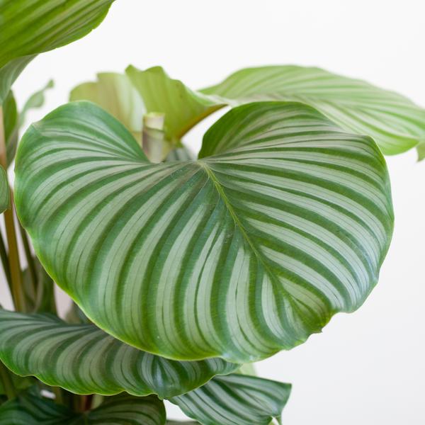 Calathea Orbifolia met Sofia mand naturel - 65cm - Ø21  BotanicBridge