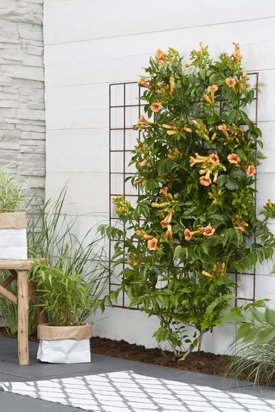 Campsis Indian Summer - Trompetbloem Oranje - Ø15cm - ↕65cm - Ø15 - ↨65cm  BotanicBridge