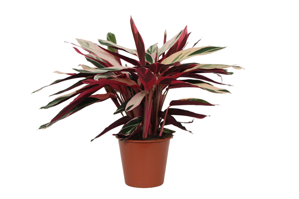 Calathea Triostar (Stromanthe) - 80 cm - Ø19cm  BotanicBridge