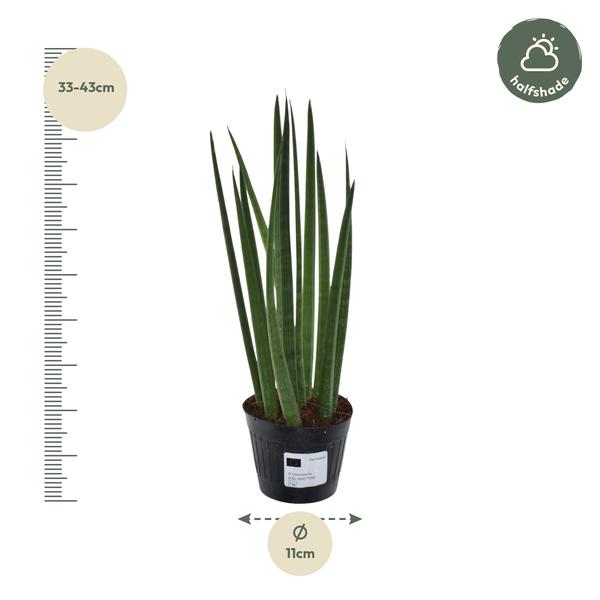 Sansevieria cylindrica 'Bacularis' / Mikado  - 38 cm - ø10,5  BotanicBridge