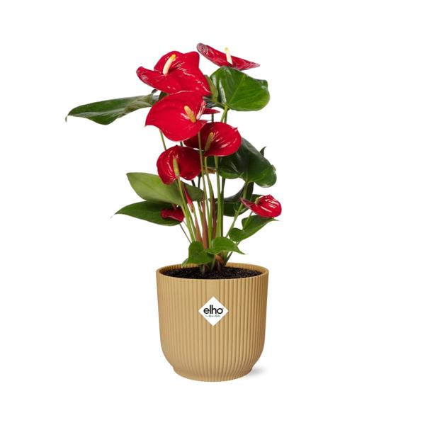 Anthurium Red 12cm in ELHO Vibes Fold 14cm geel  BotanicBridge