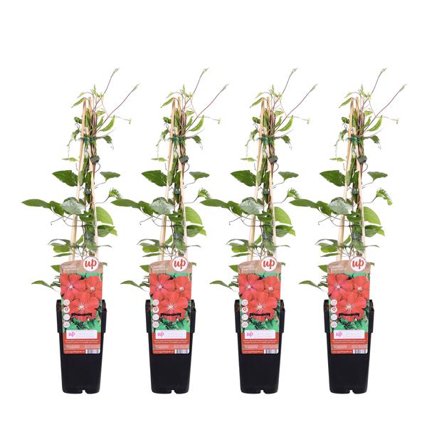 4x - Clematis Rouge Cardinal - ↨65cm - Ø15  BotanicBridge