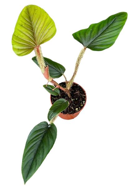 Philodendron Serpens - Ø10,5cm - ↕15cm  BotanicBridge