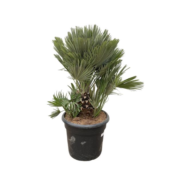 Chamaerops Humilis compact - 100cm - ø45  BotanicBridge