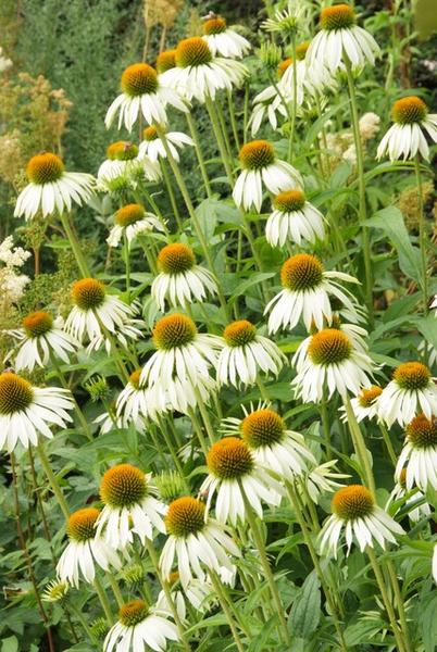 Echinacea p. 'White Swan' - ↕10-25cm - Ø9cm - 40x  BotanicBridge