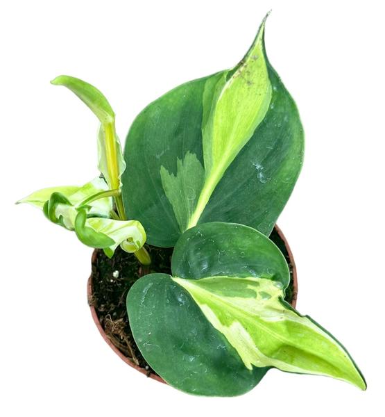 Philodendron Cream Splash - Ø10,5cm - ↕15cm  BotanicBridge