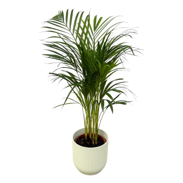 Areca palm - ↨85cm - Ø19cm inclusief elho Vibes Fold Round wit D22xH20  BotanicBridge