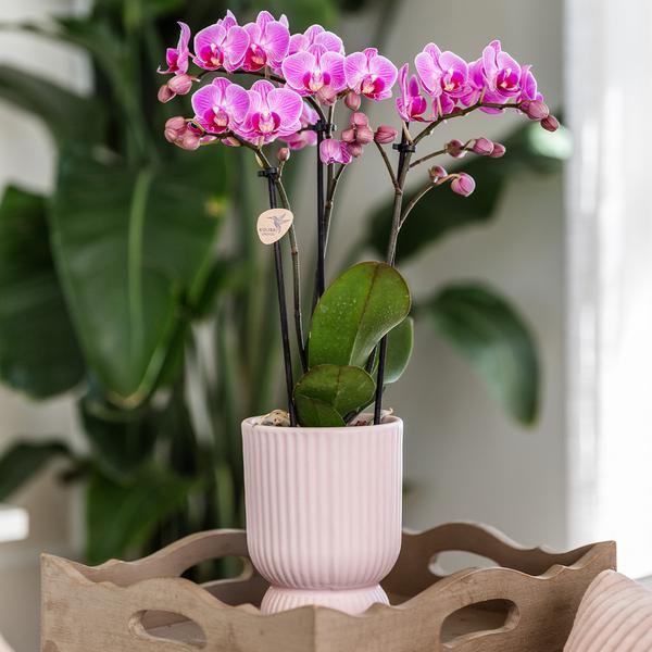 Kolibri Home | Diabolo pot pink - Ø9cm  BotanicBridge