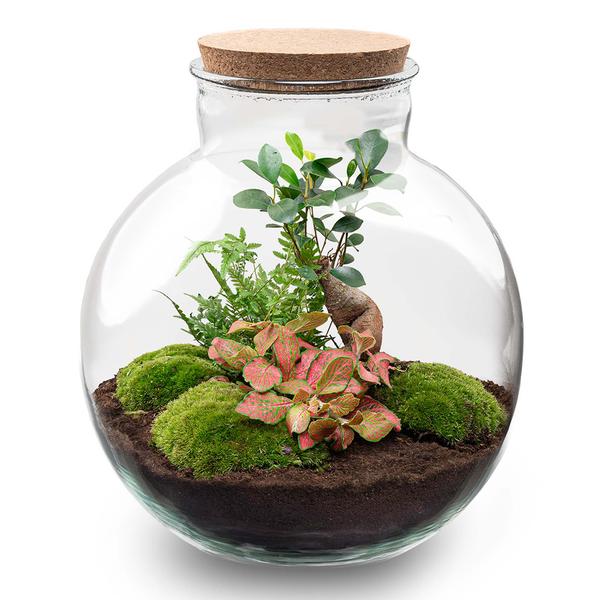 Terrarium Bolder Bob Bonsai + Led verlichting in kurk  BotanicBridge