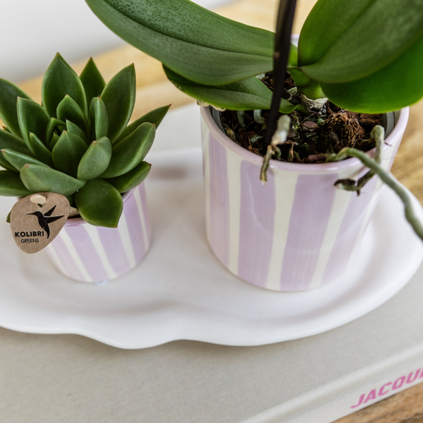 Kolibri Home | Painted stripe  - Pink - Ø6cm  BotanicBridge