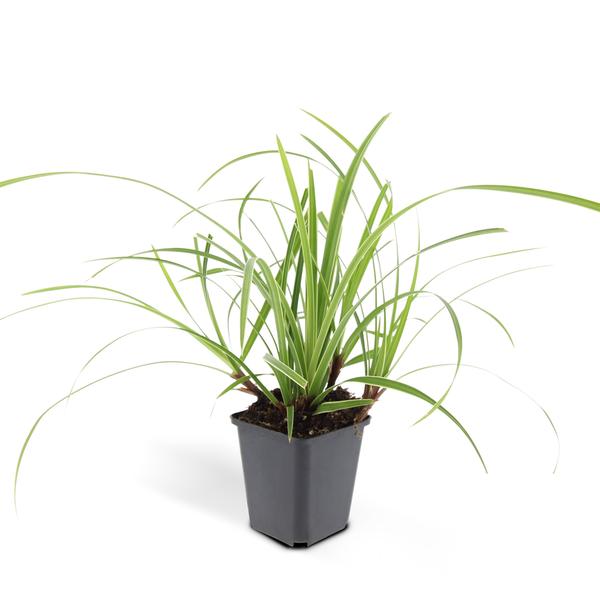 Carex morrowii 'Ice Dance' - ↕10-25cm - Ø9cm - 40x  BotanicBridge