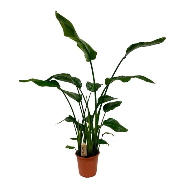 Strelitzia Nicolai - Ø21cm - ↕120cm  BotanicBridge