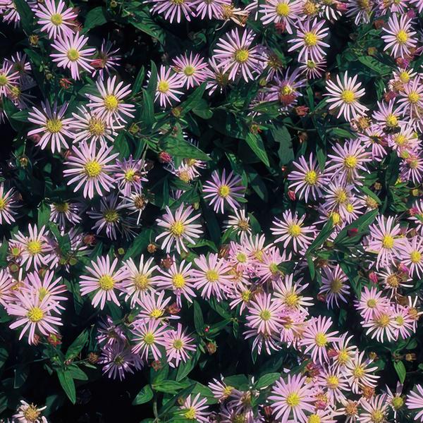 Aster ageratoides 'Asran' - ↕10-25cm - Ø9cm - 40x  BotanicBridge