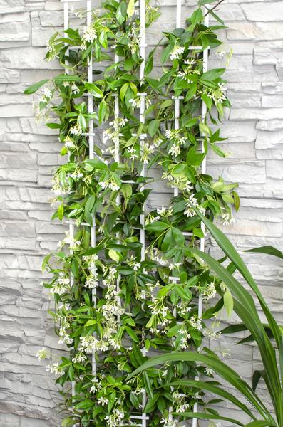 2x - Trachelospermum 'Star of Venice' - ↨65cm - Ø15  BotanicBridge