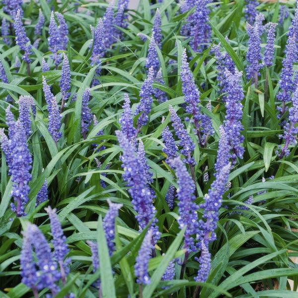 Liriope muscari 'Big Blue' - ↕10-25cm - Ø9cm - 12x  BotanicBridge