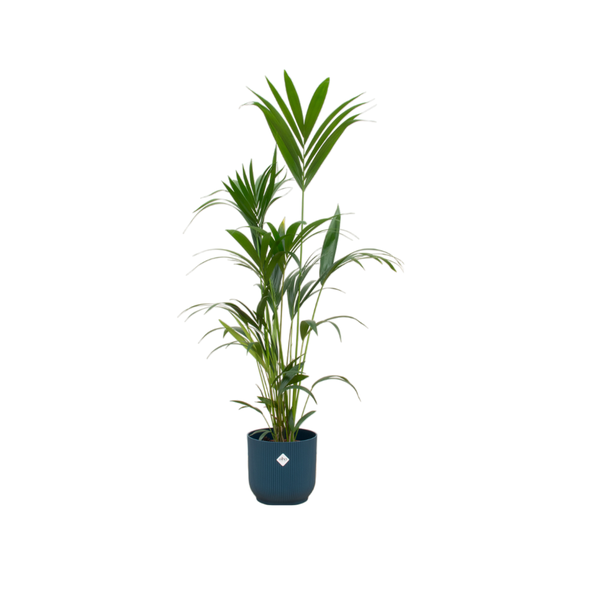 Kentia palm inclusief elho Vibes Fold Round blauw - 160cm - Ø30  BotanicBridge