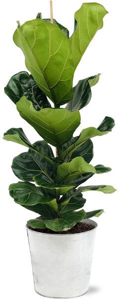 Ficus Lyrata - Ø21cm - ↕100cm + Pot D22,5x21cm - Zink  BotanicBridge