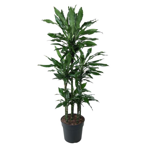 Dracaena Janet Lind Carrousel - 140 cm - ø31  BotanicBridge