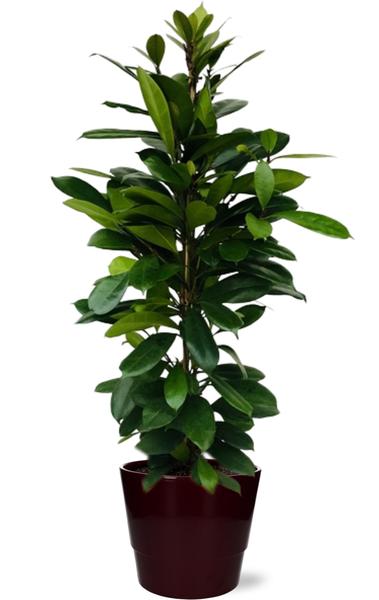 Ficus Cyathistipula - Ø21cm - ↕105cm + Pot Basic D22x19cm - Bordeaux  BotanicBridge