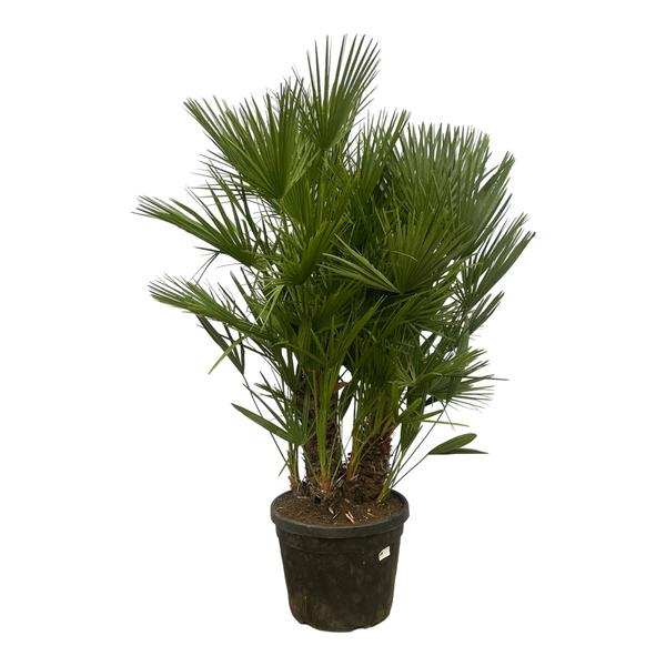 Chamaerops Humilis multi stam - 180 cm - Ø45cm  BotanicBridge