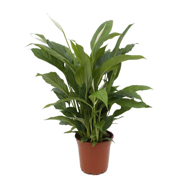 Spathiphyllum Torelli P17 - Ø17cm - ↕65cm  BotanicBridge