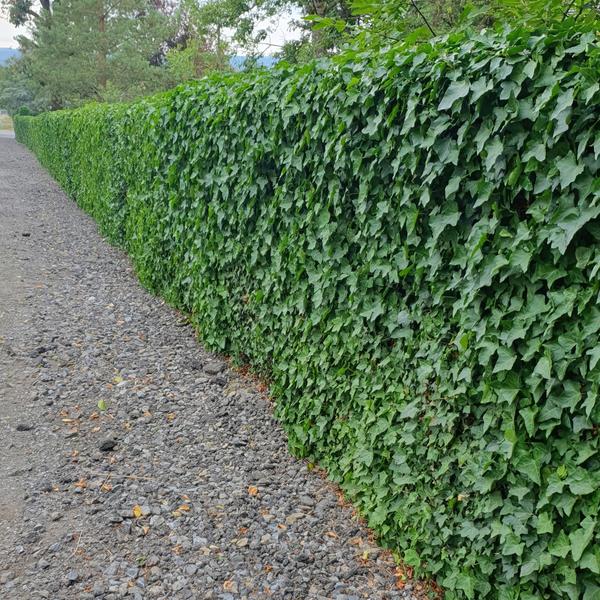 Hedera Hibernica - ↕10-25cm - Ø9cm - 40x  BotanicBridge