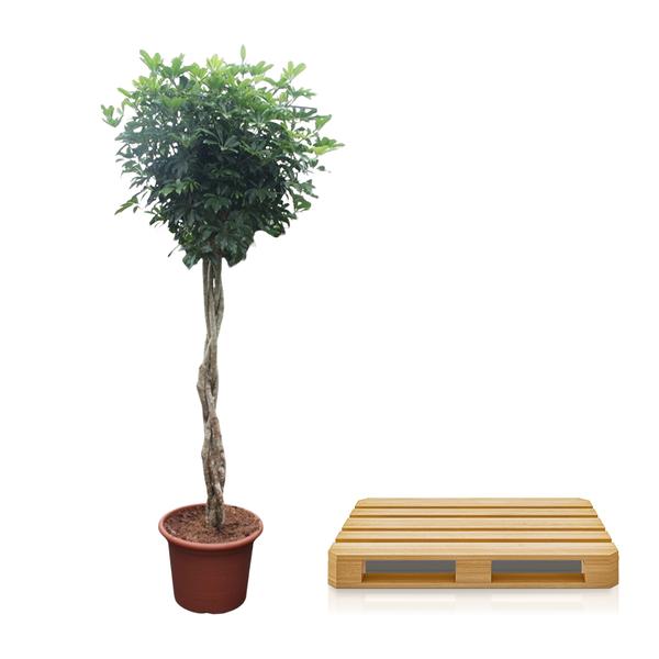 Schefflera Arboricola Compacta gevlochten stam - 250 cm - ø55  BotanicBridge