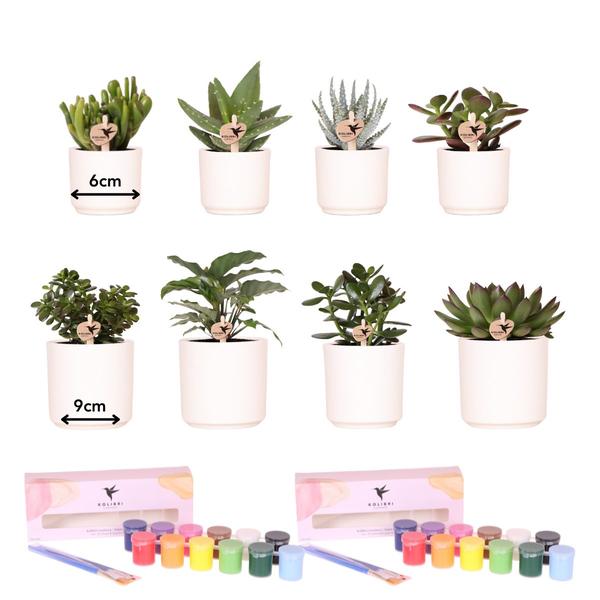 Kolibri Creatives | Verfpakket voor het schilderen van 8 bloempotten + succulenten | voor minimaal 4 personen | Creatieve visionair  BotanicBridge