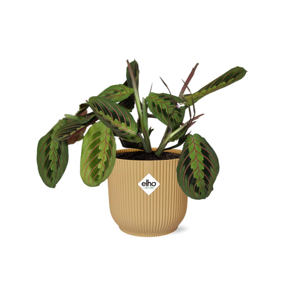 Maranta Leuconeura ‘Fascinator’ Tricolor in ELHO Vibes Fold 14cm geel  BotanicBridge