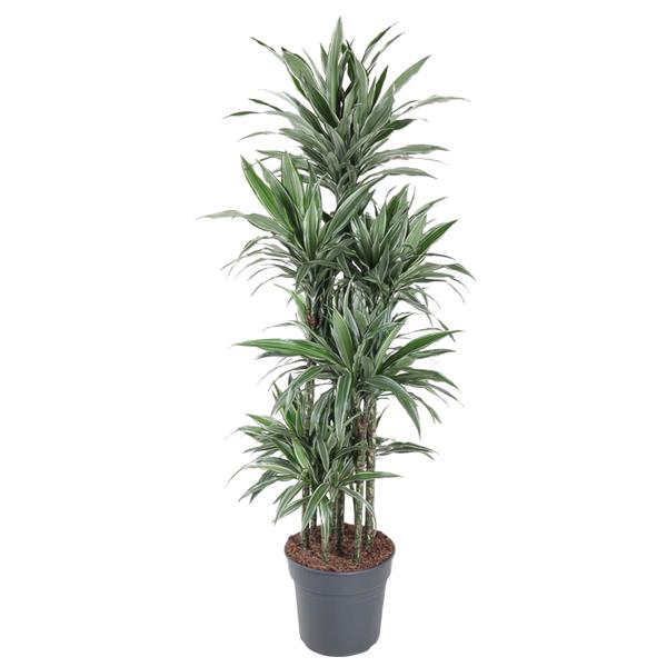 Dracaena Warneckei Carrousel - 180 cm - ø34  BotanicBridge