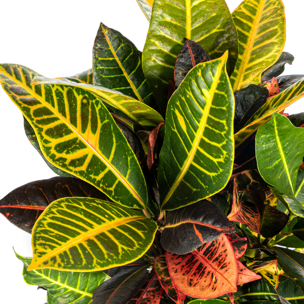 Codiaeum 'Croton' Petra Ø17cm - ↕50cm  BotanicBridge