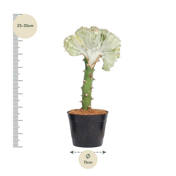 Euphorbia lactea Cristata wit - 30 cm - ø10,5  BotanicBridge